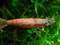 Caridina cf babaulti 'Red stripes' wild 
